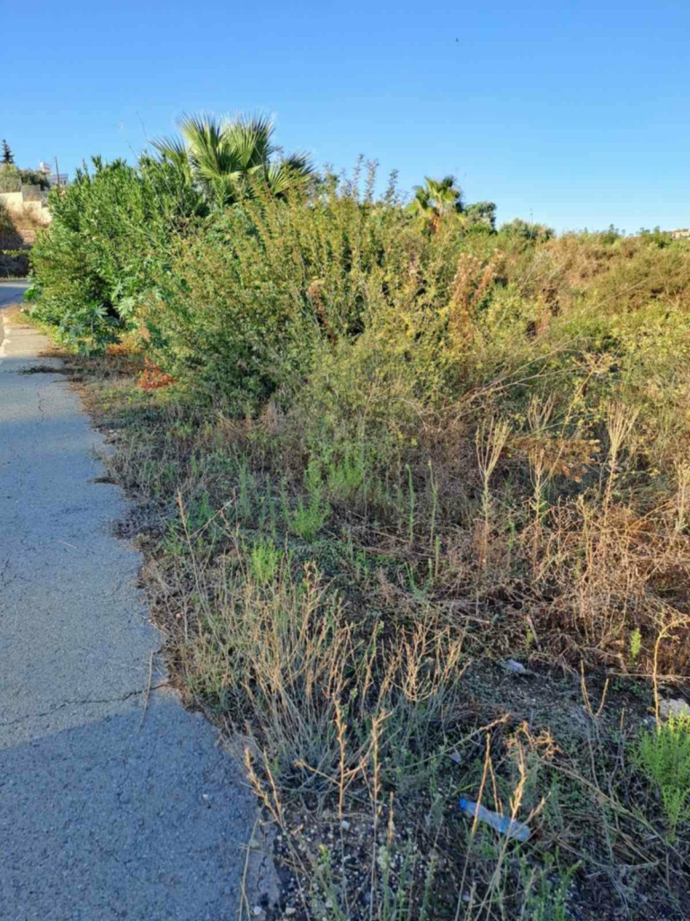 Land Land - Agricultural land for sale Anadasmos Latchi in Neo Chorio